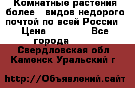 Комнатные растения более200видов недорого почтой по всей России › Цена ­ 100-500 - Все города  »    . Свердловская обл.,Каменск-Уральский г.